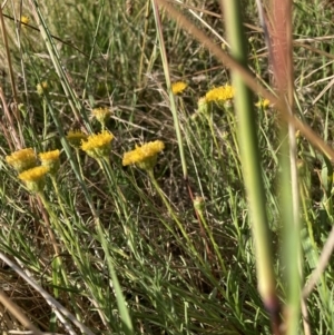 Rutidosis leptorhynchoides at Watson, ACT - 28 Jan 2022