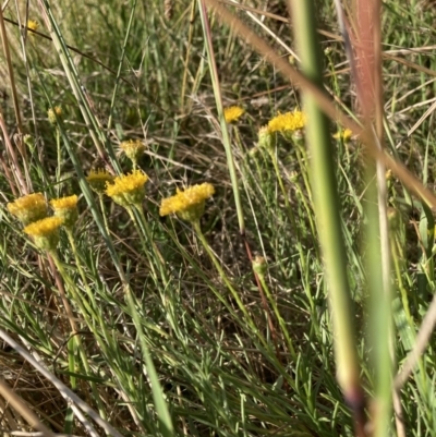 Rutidosis leptorhynchoides (Button Wrinklewort) at Watson, ACT - 28 Jan 2022 by waltraud