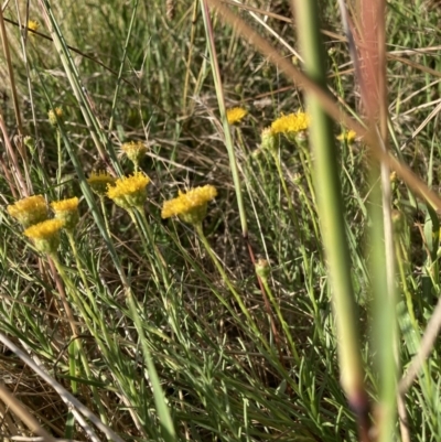 Rutidosis leptorhynchoides (Button Wrinklewort) at The Fair, Watson - 28 Jan 2022 by waltraud