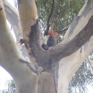 Callocephalon fimbriatum at Hughes, ACT - 1 Feb 2022