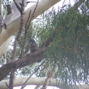 Callocephalon fimbriatum at Hughes, ACT - 1 Feb 2022