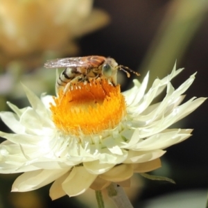 Bembix sp. (genus) at Acton, ACT - 5 Mar 2021