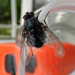 Calliphora vicina (European bluebottle) at Crooked Corner, NSW - 30 Jan 2022 by Milly