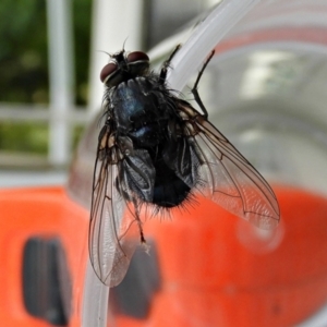 Calliphora vicina at Crooked Corner, NSW - 30 Jan 2022