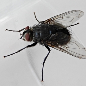 Calliphora vicina at Crooked Corner, NSW - 30 Jan 2022