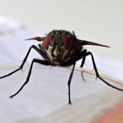 Calliphora vicina at Crooked Corner, NSW - 30 Jan 2022