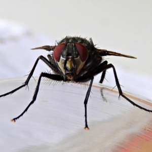 Calliphora vicina at Crooked Corner, NSW - 30 Jan 2022