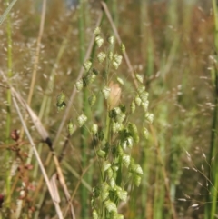 Briza minor (Shivery Grass) at Tennent, ACT - 9 Nov 2021 by michaelb