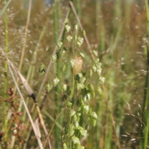 Briza minor at Tennent, ACT - 9 Nov 2021 04:12 PM