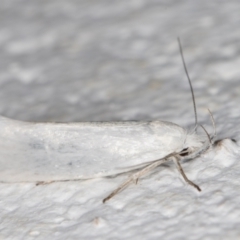 Zacorus carus (Wingia group moth) at Melba, ACT - 18 Nov 2021 by kasiaaus