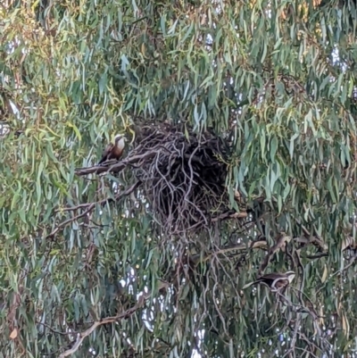 Pomatostomus temporalis temporalis (Grey-crowned Babbler) at Kerang, VIC - 30 Jan 2022 by Darcy