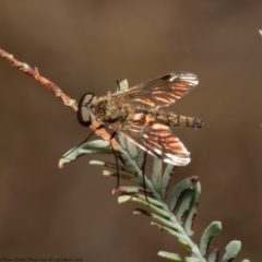 Chrysopilus sp. (genus) (A snipe fly) at Aranda Bushland - 1 Feb 2022 by Roger