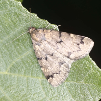 Mormoscopa phricozona (A Herminiid Moth) at O'Connor, ACT - 23 Jan 2022 by ibaird