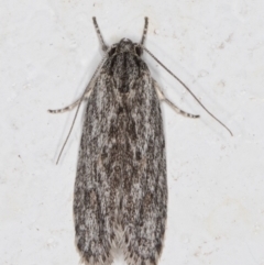 Phylomictis sarcinopa (A Stenomatidae moth) at Melba, ACT - 18 Nov 2021 by kasiaaus