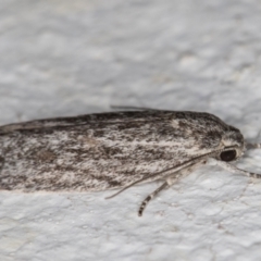 Phylomictis sarcinopa at Melba, ACT - 18 Nov 2021 08:53 PM