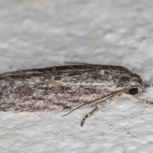 Phylomictis sarcinopa at Melba, ACT - 18 Nov 2021 08:53 PM