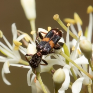 Eleale pulchra at Cook, ACT - 1 Feb 2022