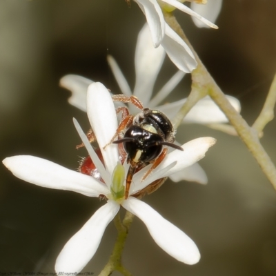 Exoneura sp. (genus) (A reed bee) at Molonglo Valley, ACT - 1 Feb 2022 by Roger