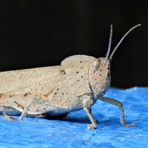 Goniaea australasiae at Crooked Corner, NSW - 1 Feb 2022