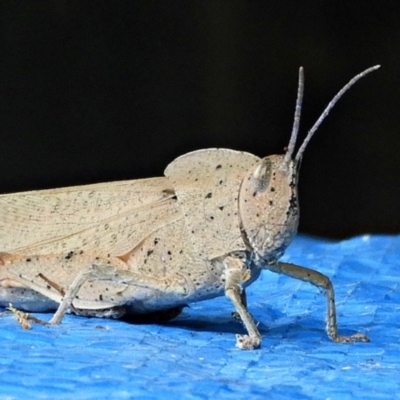 Goniaea australasiae (Gumleaf grasshopper) at Crooked Corner, NSW - 1 Feb 2022 by Milly