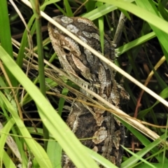 Pogona barbata (Eastern Bearded Dragon) at Ginninderry Conservation Corridor - 1 Feb 2022 by JohnBundock