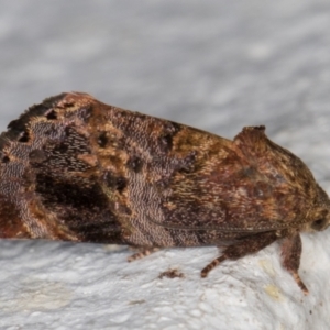 Hypertropha tortriciformis at Melba, ACT - 18 Nov 2021 08:53 PM
