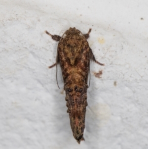 Hypertropha tortriciformis at Melba, ACT - 18 Nov 2021 08:53 PM