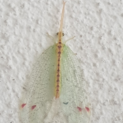 Norfolius howensis (Diamond-banded Nymphid) at Turner, ACT - 1 Feb 2022 by LD12