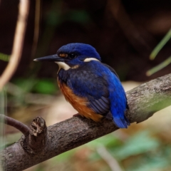 Ceyx azureus (Azure Kingfisher) at Paddys River, ACT - 1 Feb 2022 by DPRees125