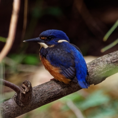 Ceyx azureus (Azure Kingfisher) at Paddys River, ACT - 1 Feb 2022 by DPRees125