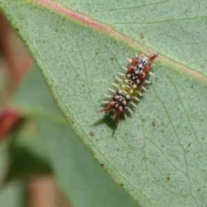 Doratifera quadriguttata at Yass River, NSW - 31 Jan 2022