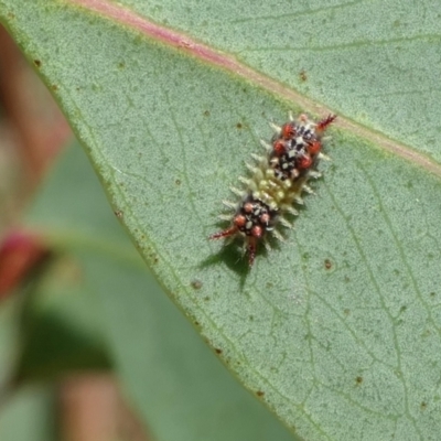 Doratifera quadriguttata (Four-spotted Cup Moth) at Rugosa - 31 Jan 2022 by SenexRugosus