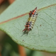 Doratifera quadriguttata at Yass River, NSW - 31 Jan 2022