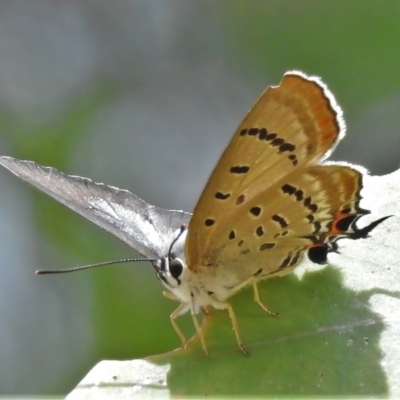 Jalmenus ictinus (Stencilled Hairstreak) at Woodstock Nature Reserve - 1 Feb 2022 by JohnBundock