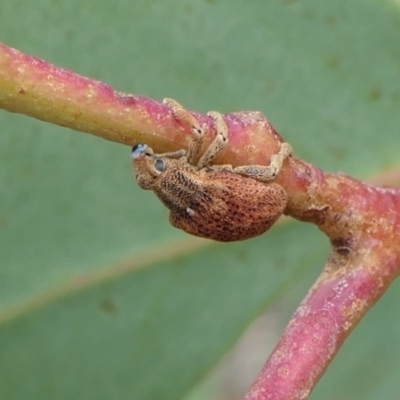 Gonipterus scutellatus (Eucalyptus snout beetle, gum tree weevil) at Rugosa - 31 Jan 2022 by SenexRugosus