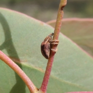 Gonipterus scutellatus at Yass River, NSW - 31 Jan 2022