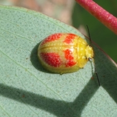 Paropsisterna fastidiosa (Eucalyptus leaf beetle) at Yass River, NSW - 31 Jan 2022 by SenexRugosus