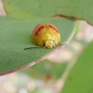 Paropsisterna fastidiosa at Yass River, NSW - 31 Jan 2022