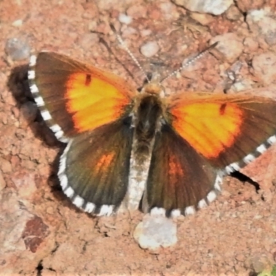 Lucia limbaria (Chequered Copper) at Coree, ACT - 31 Jan 2022 by JohnBundock