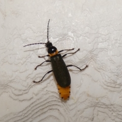Chauliognathus lugubris (Plague Soldier Beetle) at McKellar, ACT - 31 Jan 2022 by Amata