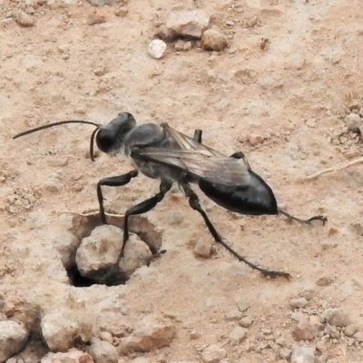 Sphex sp. (genus) (Unidentified Sphex digger wasp) at Coree, ACT - 1 Feb 2022 by JohnBundock
