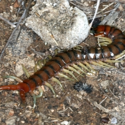 Cormocephalus aurantiipes (Orange-legged Centipede) at Sutton, NSW - 4 Oct 2021 by jb2602