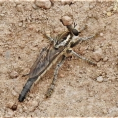 Bathypogon nigrinus (A robber fly) at Ginninderry Conservation Corridor - 1 Feb 2022 by JohnBundock