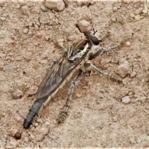 Bathypogon nigrinus at Coree, ACT - 1 Feb 2022