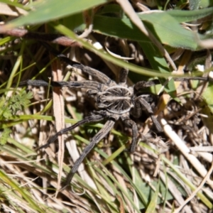 Tasmanicosa sp. (genus) at Rendezvous Creek, ACT - 23 Jan 2022 02:10 PM