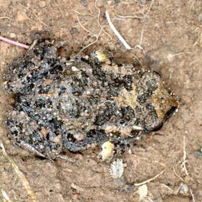 Uperoleia laevigata (Smooth Toadlet) at Bonner, ACT - 3 Oct 2021 by jbromilow50