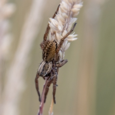 Artoriopsis sp. (genus) (Unidentified Artoriopsis wolf spider) at Rendezvous Creek, ACT - 23 Jan 2022 by SWishart