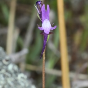 Linaria pelisseriana at Bonner, ACT - 4 Oct 2021