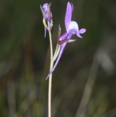 Linaria pelisseriana at Bonner, ACT - 4 Oct 2021