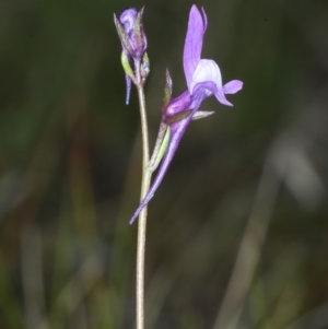 Linaria pelisseriana at Bonner, ACT - 4 Oct 2021